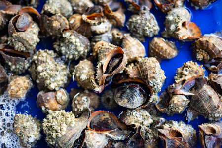 Sea Shell In The Tank, backgrounds and wallpapers in cooking and seafood sales. Actual images in decorating ideasの写真素材