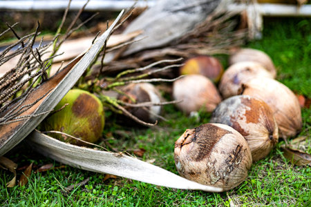 Some Old Coconuts Are Placed On The Green Grass, Backgrounds for advertisements and wallpapers in...