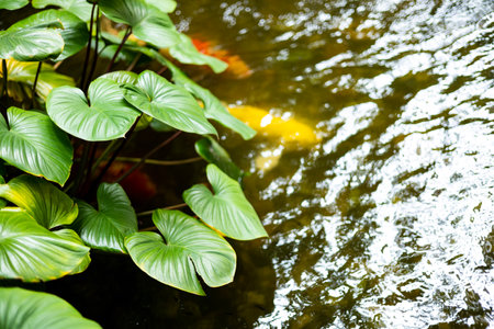 An outdoor koi fancy fish pond for beauty. The Tree In The ponds. Decorative pond and gold fish in garden.の写真素材