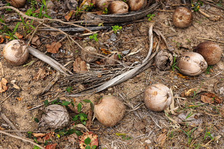Closeup of waste or damaged coconut dumped in ground. A view of old rotten coconut on the ground.の写真素材