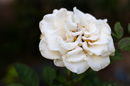 An old white rose at the park with green leaves.の写真素材