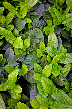 Green leaf in the garden for background. Green leaf texture.