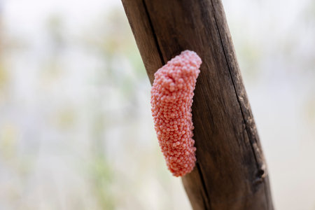 fresh golden apple snail eggs on the wood in the river. Pink eggs of fresh water snail.の写真素材