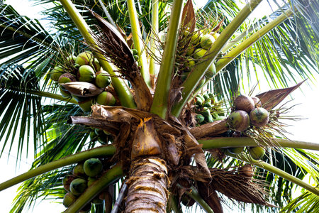 From below coconut tree with green branches and coconuts against cloudless sky in sunshine.