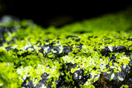 Natural green duckweed on the water. Growing  duckweed.