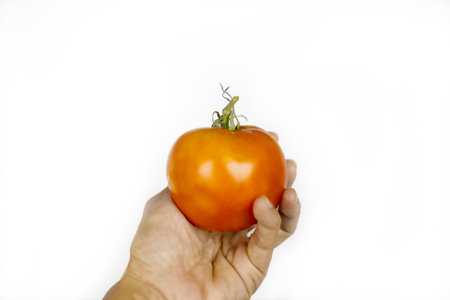 Hand holding fresh tomato isolated on white background.の写真素材