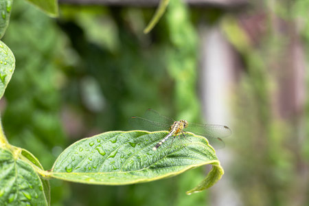 Dragonfly sitting on a green leaf.の写真素材