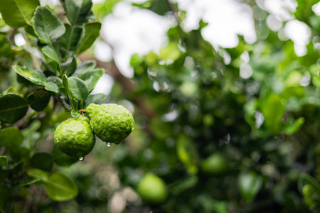 Close up of green kaffir lime fruit with bokeh background.の写真素材