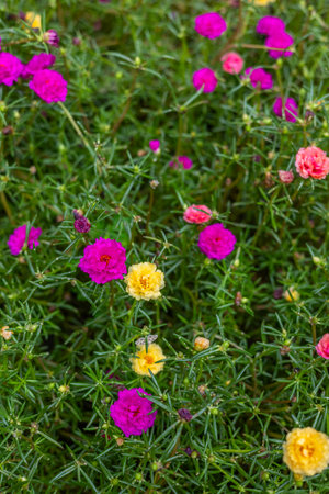 Many colorful flower bloom in the gardenの写真素材