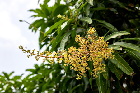 Blooming of mango flowers plant.の写真素材