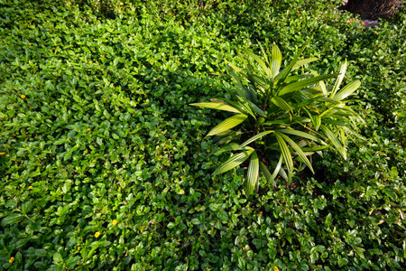 Green grass background in the garden.