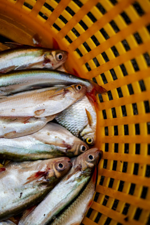 Fresh fish in the plastic basket at the local seafood market.の写真素材