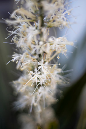 Flowering Pedilanthus Tithymaloides Plant, Background for advertising and wallpaper in natural environment and nature scene.の写真素材