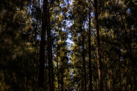 Pine Tree Trunks In Forest, Background for advertising and wallpaper in natural environment and nature sceneの写真素材
