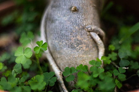 Shamrock Plant In A Pot, Background for advertising and wallpaper in natural and festival scene