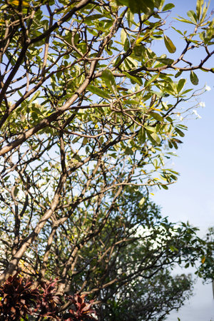 Branch Of Tree, Background for advertising and wallpaper in natural environment and nature sceneの写真素材