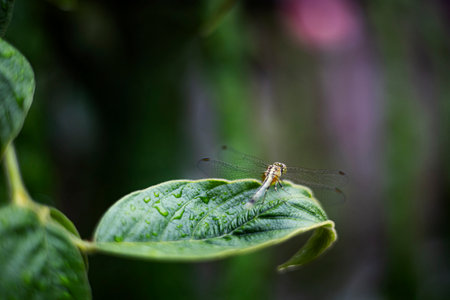 Dragonfly On A Leaf After Rain, Background for wallpaper in animal and nature sceneの写真素材