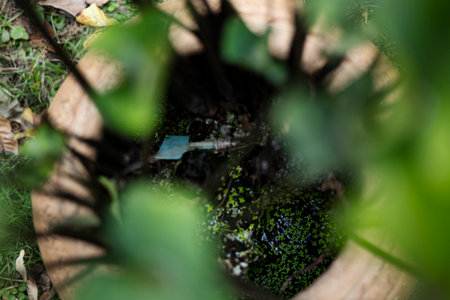 Tiny Duckweed Floating in Lotus Basin, The still water mirrors the sky as clusters of tiny duckweed create a soft green pattern within the lotus basin.の写真素材