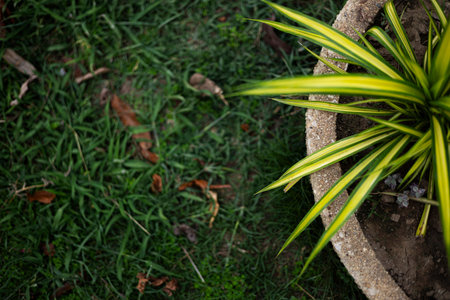 Overhead Shot Of Variegated Pandan Leaves In Pot, An overhead view of striking variegated pandan...