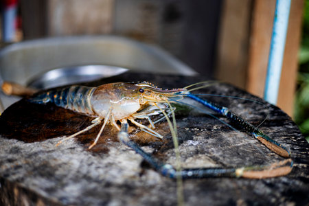 A shiny fresh river prawn lies on a warm wooden floor.の写真素材