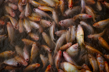 Group Of Fish Waiting To Be Fed, vibrant underwater scene ideal for food industry ads, marine...