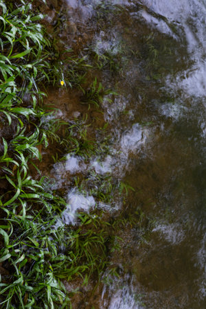 Rising Water Over Green Lawn, A dramatic photo of rising water over green lawn, grass blades...