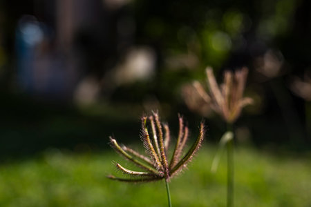 Chloris Virgata Plant Grassland Nature Outdoor, A serene and authentic photo of Chloris Virgata in...