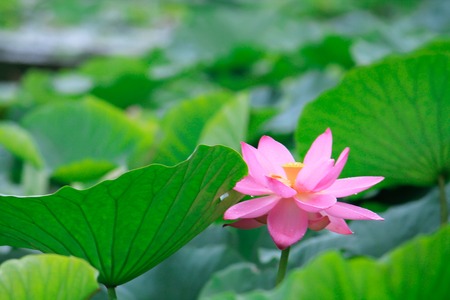 pink lotus flower in water with green leaves as a backgroundの写真素材