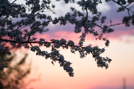 blooming plum treeの写真素材