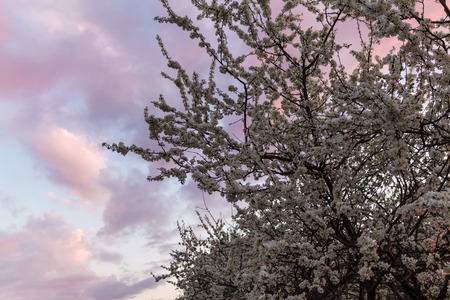 Branches of a blooming plum tree on the sunset sky backgroundの写真素材