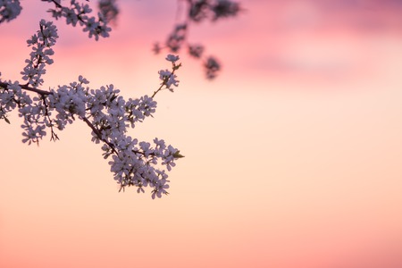Branches of a blooming plum tree on the sunset sky backgroundの写真素材