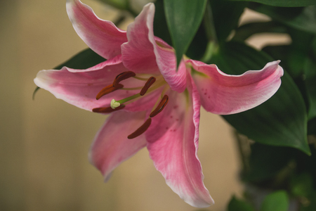 fresh pink lily flower with green leaves closeupの写真素材