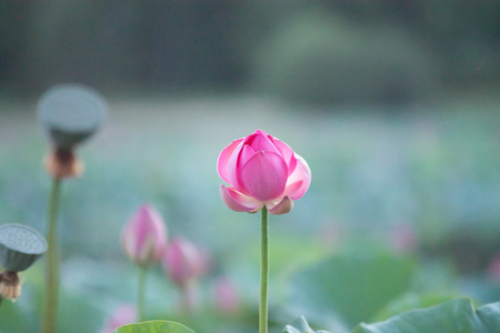 a lonely closed red lotus flower among green foliageの写真素材