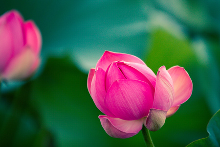 a lonely closed red lotus flower among green foliageの写真素材