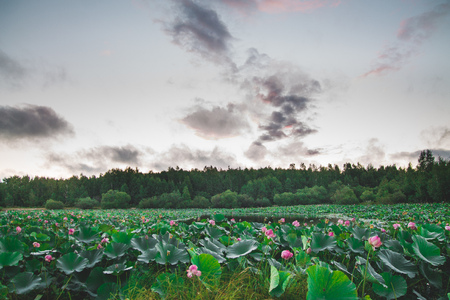 landscape with lots of beautyful pink lotus flowers in the pond and with the red sunrise clouds in the skyの写真素材
