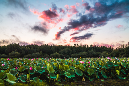 landscape with lots of beautyful pink lotus flowers in the pond and with the red sunrise clouds in the skyの写真素材