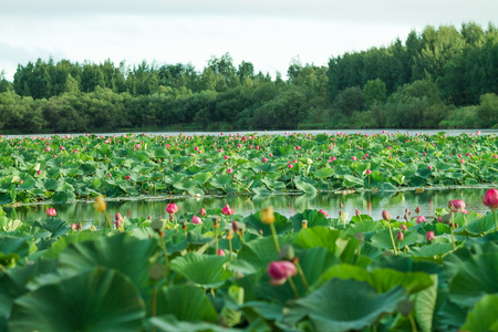 landscape with lots of beautyful pink lotus flowers in the pond and with the red sunrise clouds in the skyの写真素材