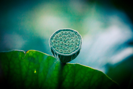 lotus seeds among green foliage in a pond in summer dayの写真素材