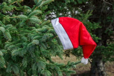 Concept: Red Santa's hat hanging on a Christmas treeの写真素材
