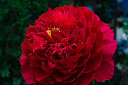 Close up image of big colorful paper flowerの写真素材