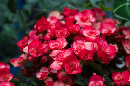 Outdoor flower pots for small garden, patio or terraceの写真素材