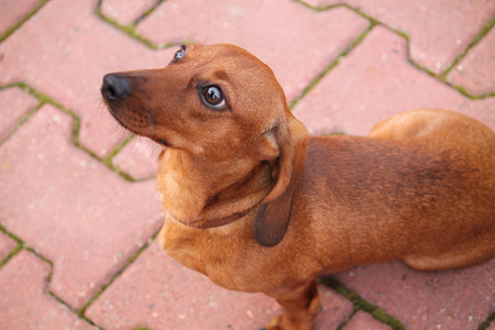 red dachshund dog with clever sad eyes portraitの写真素材