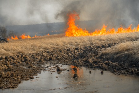 Nature disaster, the environmental problem of air pollution. Fire in meadows near a river with black heavy smokeの写真素材
