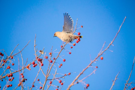 a waxwing eating berries on a tree on the bright blue sky backgroundの写真素材