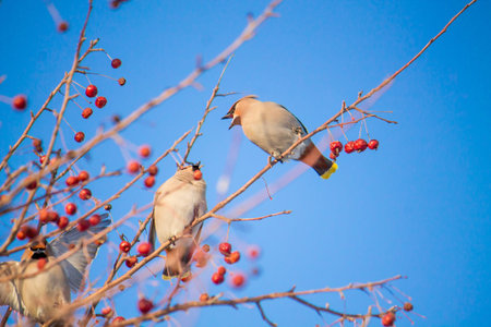 a waxwing eating berries on a tree on the bright blue sky background