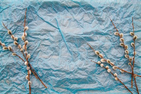 Pussy willow twigs on a blue crumpled backgroundの写真素材