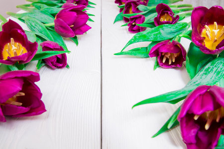 violet tulips on white background with a copy space