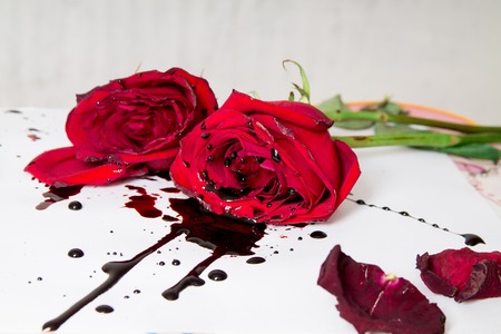 Dramatic Gothic scene with dark red roses with blood drops on a white background.の写真素材