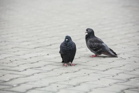 the gray and black calm dove pigeon goes along the pavementの写真素材