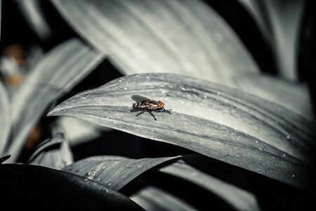 a black and white picture of a fly on the lief of a plantの写真素材